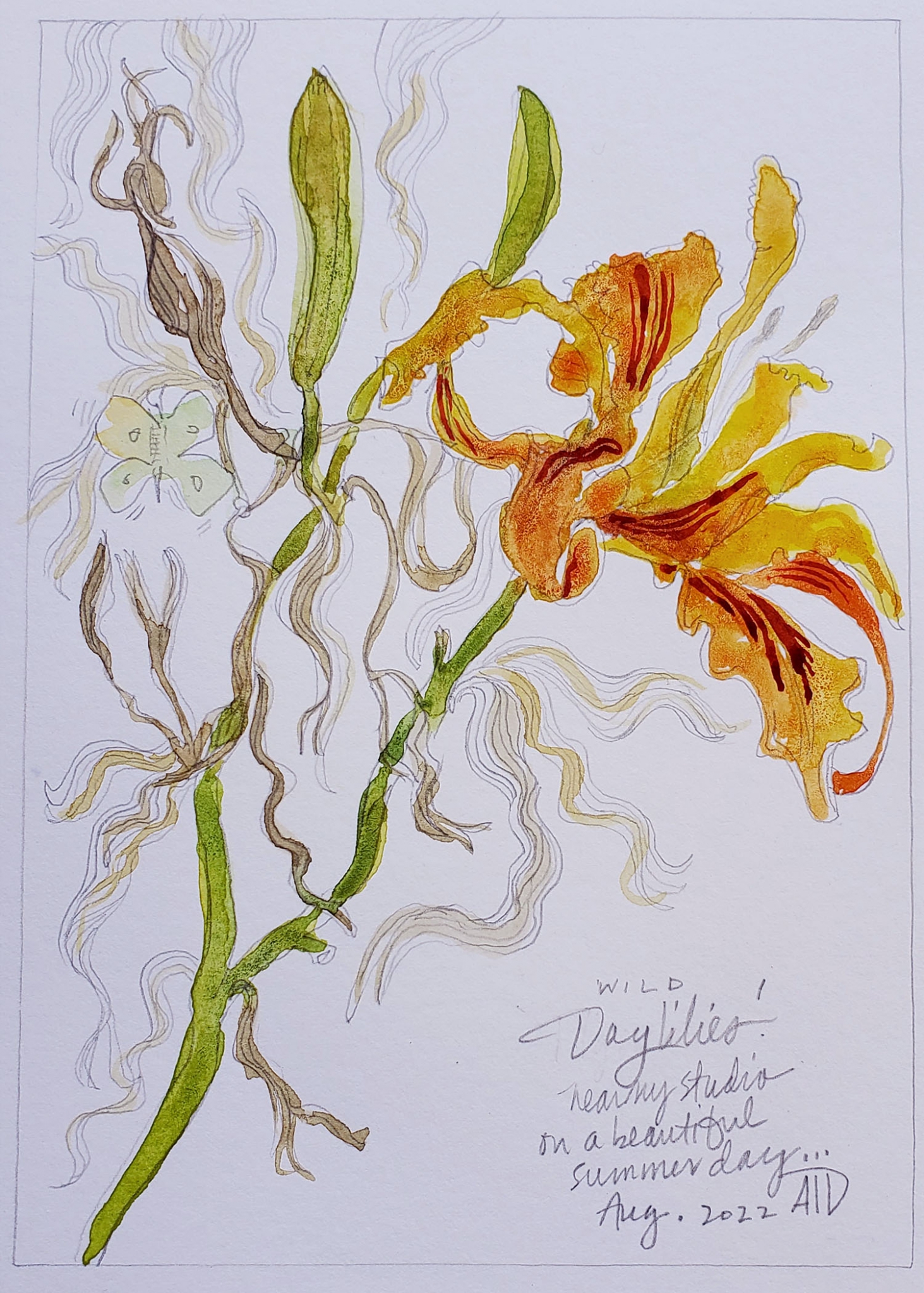 Click here to view Last of Summer Day Lilies by Ann Trainor Domingue